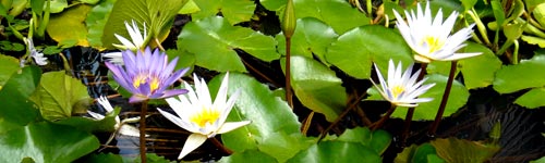 caribbean water lillies